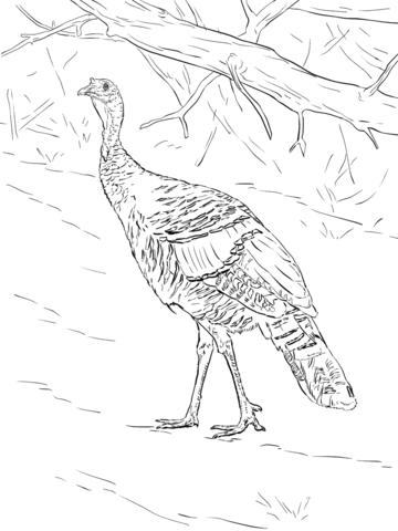 Wild Turkey Walks In The Forest Coloring Page